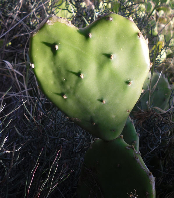 Opuntia stricta